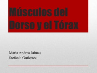 Músculos del
Dorso y el Tórax
Maria Andrea Jaimes
Stefania Gutierrez.
 