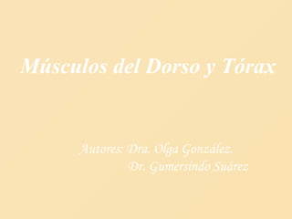 Músculos del Dorso y Tórax
Autores: Dra. Olga González.
Dr. Gumersindo Suárez
 