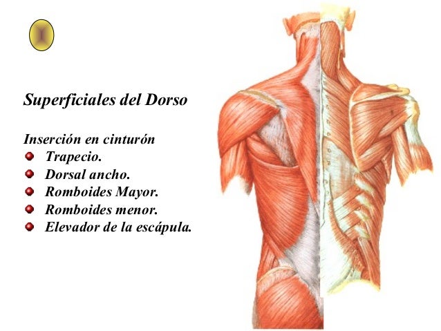 MúSculos Del Dorso Y TóRax
