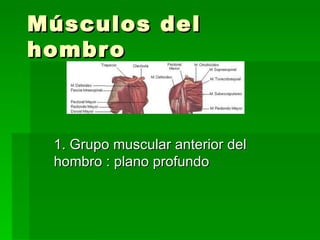 Músculos  del  hombro  1. Grupo muscular anterior del hombro : plano profundo  