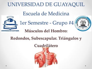 UNIVERSIDAD DE GUAYAQUIL 
Escuela de Medicina 
1er Semestre - Grupo #4 
Músculos del Hombro: 
Redondos, Subescapular. Triángulos y 
Cuadrilátero 
 