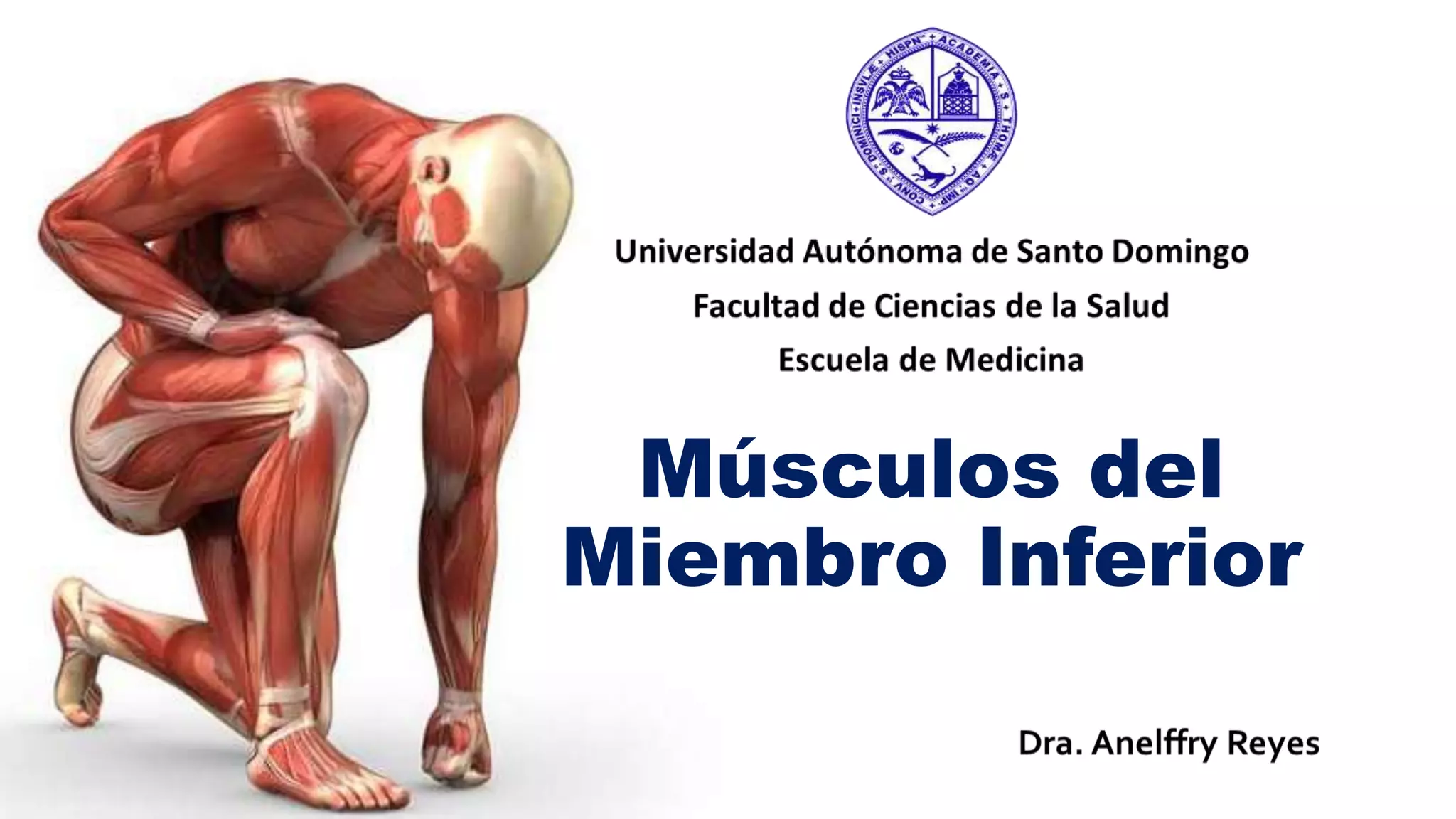 Parte Inferior Músculos del miembro inferior | PPTX