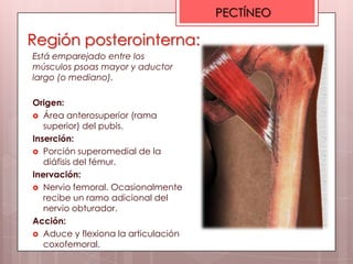 PECTÍNEO

Región posterointerna:
Está emparejado entre los
músculos psoas mayor y aductor
largo (o mediano).

Origen:
 Área anterosuperior (rama
   superior) del pubis.
Inserción:
 Porción superomedial de la
   diáfisis del fémur.
Inervación:
 Nervio femoral. Ocasionalmente
   recibe un ramo adicional del
   nervio obturador.
Acción:
 Aduce y flexiona la articulación
   coxofemoral.
 