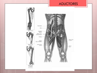 ADUCTORES
 
