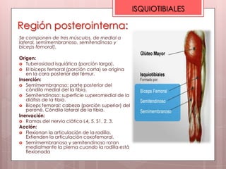 ISQUIOTIBIALES

Región posterointerna:
Se componen de tres músculos, de medial a
lateral, semimembranoso, semitendinoso y
bíceps femoral).

Origen:
 Tuberosidad isquiática (porción larga).
 El bíceps femoral (porción corta) se origina
   en la cara posterior del fémur.
Inserción:
 Semimembranoso: parte posterior del
   cóndilo medial del la tibia.
 Semitendinoso: superficie superomedial de la
   diáfisis de la tibia.
 Bíceps femoral: cabeza (porción superior) del
   peroné. Cóndilo lateral de la tibia.
Inervación:
 Ramos del nervio ciático L4, 5, S1, 2, 3.
Acción:
 Flexionan la articulación de la rodilla.
   Extienden la articulación coxofemoral.
 Semimembranoso y semitendinoso rotan
   medialmente la pierna cuando la rodilla está
   flexionada
 