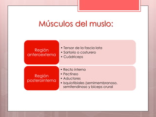 Músculos del muslo:

                 • Tensor de la fascia lata
   Región
                 • Sartorio o costurero
anteroexterna    • Cuádriceps


                 • Recto interno
                 • Pectíneo
   Región
                 • Aductores
posterointerna
                 • Isquiotibiales (semimembranoso,
                   semitendinoso y bíceps crural
 