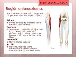 TENSOR DE LA FASCIA LATA

Región anteroexterna:
Transcurre anterior al músculo glúteo
mayor, en lado lateral de la cadera.

Origen:
 Borde externo de la cresta ilíaca,
   hacia la cara anterior.
Inserción:
 Se une a la cintilla iliotibial (tendón
   largo de la fascia lata) justo
   debajo de la cadera, que cursa
   hasta el lado superolateral de la
   tibia.
Inervación:
 Nervio glúteo superior
Acción:
 Flexiona, abduce y rota
   medialmente la articulación
   coxofemoral, estabiliza la rodilla.
 