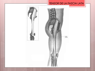 TENSOR DE LA FASCIA LATA
 