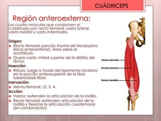 CUÁDRICEPS

  Región anteroexterna:
Los cuatro músculos que componen el
cuádriceps son: recto femoral, vasto lateral,
vasto medial y vasto intermedio.

Origen:
 Recto femoral: porción frontal del ilion(espina
   iliaca anteroinferior). Área sobre el
   acetábulo.
 Grupo vasto: mitad superior de la diáfisis del
   fémur.
Inserción:
 Rótula, luego a través del ligamento rotuliano
   en la porción anterosuperior de la tibia
   tuberosidad tibial.
Inervación:
 Nervio femoral, L2, 3, 4.
Acción:
 Vastos: extienden la articulación de la rodilla.
 Recto femoral: extienden articulación de la
   rodilla y flexiona la articulación coxofemoral
   (en combinación)
 