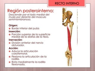 RECTO INTERNO

Región posterointerna:
Desciende por el lado medial del
muslo por delante del músculo
semimembranoso.

Origen:
 Borde inferior del pubis
Inserción:
 Porción superior de la superficie
   medial de la diáfisis de la tibia.
Inervación:
 División anterior del nervio
   obturador.
Acción:
 Aduce la articulación
   coxofemoral.
 Flexiona la articulación de la
   rodilla.
 Rota medialmente la rodilla
   flexionada.
 