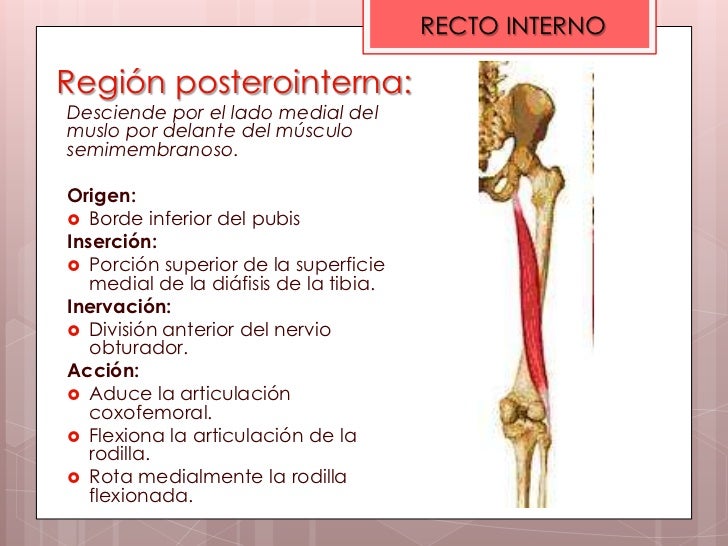 Origen E Insercion Del Recto Interno