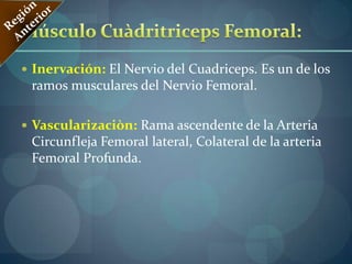 Conducto de Hunder o de los AproximadoresLos Músculos Anteriores son Extensores Los Músculos Posteriores sen Flexores de la Pierna sobre el MusloLos Músculos Mediales son Aductores, Acercan el muslo al plano Sagital mediano del CuerpoRegión AnteriorRegión AnteriorRegión Femoral (Muslo)