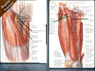 Músculo Cuàdritriceps FemoralRegión AnteriorOrigen:en la Pelvis:Comprende 4 Músculos:1. Músculo Recto Femoral o Anterior (Plano Superficial)Origen: Un Tendón Directo o Recto, que se fija en la Espina Iliaca anteroinferior.Un Tendón Reflejo, que se fija en el surco supraacetabular y en la Capsula Articular.