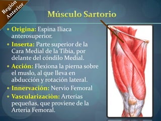 Región AnteriorORÌGENES