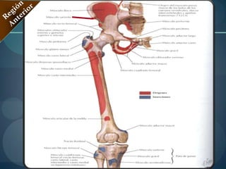 Músculos VastosRegión Anterior2.MúsculoVasto Lateralo Externo: (Plano Medio)Origina:Trocánter Mayor y Labio Lateral de la línea áspera del Fémur.3.Músculo Vasto Medialo Interno:(Plano Medio)Origina:Línea Intertrocanterica y labio medial de la línea áspera del Fémur. 4.MúsculoVasto Intermedio o Crural: (Plano Profundo)Origina:Caras anterior y lateral y cuerpo del Fémur.