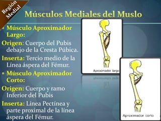 Región AnteriorORÌGENES