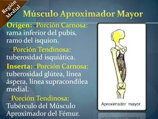 Músculo Cuàdritriceps Femoral: Región AnteriorInserción:Todas los Orígenes de ellos son diferentes, pero hacia abajo terminan en una inserción en la Rotula, prolongado hacia la tuberosidad de la Tibia por el Ligamento Rotuliano.Acción: Extiende la pierna sobre el muslo.Flexiona el muslo sobre la pelvis, esta flexión se produce por la contracción del recto femoral.Los Músculos Vastos son Extensores de la pierna. La totalidad del músculo se contrae durante la marcha.