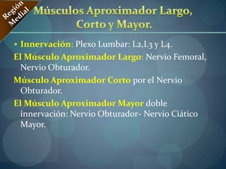 Inervación:El Nervio del Cuadriceps. Es un de los ramos musculares del Nervio Femoral. Vascularizaciòn:Rama ascendente de la Arteria Circunfleja Femoral lateral, Colateral de la arteria Femoral Profunda. Músculo Cuàdritriceps Femoral: Región Anterior