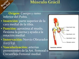 Músculo SartorioRegión AnteriorOrigina:Espina Iliaca anterosuperior.Inserta:Parte superior de la Cara Medial de la Tibia, por delante del cóndilo Medial.Acción:Flexiona la pierna sobre el muslo, al que lleva en abducción y rotación lateral.Innervación:Nervio FemoralVascularizaciòn:Arterias pequeñas, que proviene de la Arteria Femoral. 