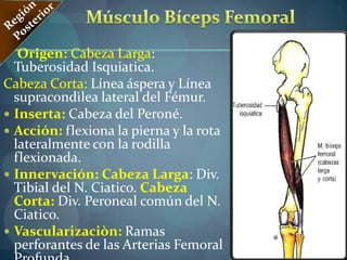 Región MedialMúsculos Mediales del Muslo  Músculo Aproximador Largo:Origen: Cuerpo del Pubis debajo de la Cresta Púbica.Inserta:Tercio medio de la Línea áspera del Fémur.Músculo Aproximador Corto: Origen:Cuerpo y ramo Inferior del PubisInserta:Línea Pectínea y parte proximal de la línea áspera del Fémur.
