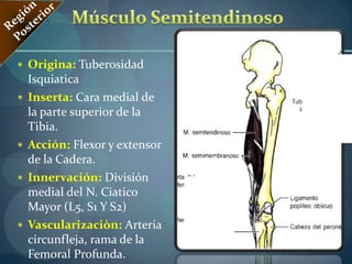 Región MedialMúsculos Aproximadores Largo y Corto del Muslo  