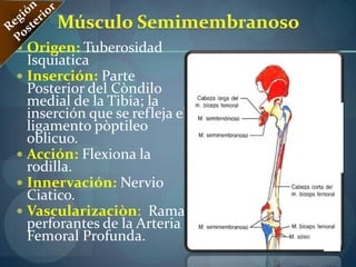 Región MedialMúsculo Aproximador MayorOrigen:-Porción Carnosa: rama inferior del pubis, ramo del isquion.-Porción Tendinosa: tuberosidad isquiática.Inserta:-Porción Carnosa: tuberosidad glútea, línea áspera, línea supracondìlea medial.-Porción Tendinosa: Tubérculo del Músculo Aproximador del Fémur.