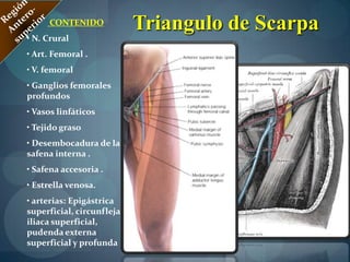 Músculos Aproximador Largo,Corto y Mayor.Innervación: Plexo Lumbar: L2,L3 y L4. El Músculo Aproximador Largo: Nervio Femoral, Nervio Obturador. Músculo AproximadorCortopor el Nervio Obturador.El Músculo AproximadorMayordoble innervación: Nervio Obturador- Nervio Ciático Mayor.Región Medial