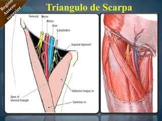 Acción:son aductores y rotadores laterales, medial, en ellos se sintetiza la aducciòn.Vascularizaciòn:Arteria Femoral Profunda, donde se origina la Arteria de los aductores. Región MedialMúsculos Aproximador Largo, Corto y Mayor.