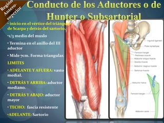 	Músculo Grácil Región MedialOrigen:Cuerpo y ramo inferior del Pubis.Inserción:parte superior de la cara medial de la tibia.Función: aproxima al muslo, flexiona la pierna y ayuda a la rotación medial.Innervación: Nervio Obturador (L2 y L3)Vascularizaciòn: arterias provenientes de la Art. Femoral o Circunfleja Femoral medial.