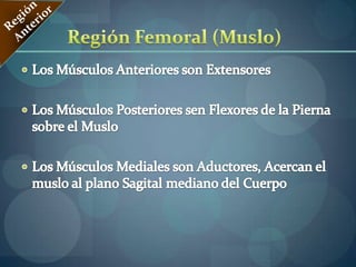 Músculo Sartorio2. Región MedialMúsculo Aproximador o Aductor Mayor