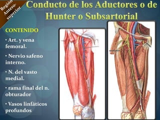 Músculo PectíneoRegión MedialOrigen:cresta peptìnea, en la superficie entre la eminencia iliopùbica y tubérculo pùbico. Inserción:línea peptìnea del Fémur justo debajo del trocánter menor.Acción:aproxima y flexiona el muslo, ayuda a la rotación medial del muslo.Innervación:Nervio Femoral u Obturador.Vascularizaciòn:Ramas de la Arteria Femoral Profunda. 