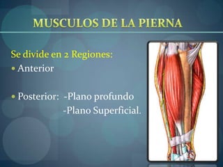 Músculo Bíceps FemoralRegión PosteriorOrigen: Cabeza Larga: Tuberosidad Isquiatica.Cabeza Corta: Línea áspera y Línea supracondìlea lateral del Fémur. Inserta:Cabeza del Peroné.Acción:flexiona la pierna y la rota lateralmente con la rodilla flexionada. Innervación:Cabeza Larga: Div. Tibial del N. Ciatico. Cabeza Corta:Div. Peroneal común del N. Ciatico. Vascularizaciòn:Ramas perforantes de las Arterias Femoral Profunda.