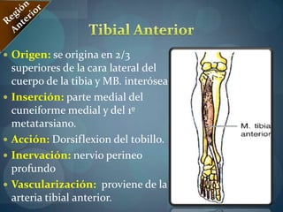 Músculo SemitendinosoRegión PosteriorOrigina:Tuberosidad IsquiaticaInserta:Cara medial de la parte superior de la Tibia.Acción:Flexor y extensor de la Cadera.Innervación:División medial del N. Ciatico Mayor (L5, S1 Y S2)Vascularizaciòn:Arteria circunfleja, rama de la Femoral Profunda.