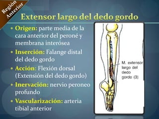 Músculo SemimembranosoRegión PosteriorOrigen:Tuberosidad IsquiaticaInserción:Parte Posterior del Còndilo medial de la Tibia; la inserción que se refleja el ligamento pòptileo oblicuo.Acción:Flexiona la rodilla.Innervación:Nervio Ciatico.Vascularizaciòn:  Ramas perforantes de la Arteria Femoral Profunda.