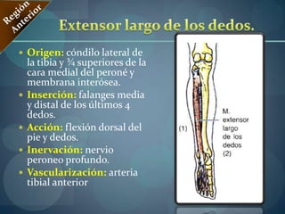 Triangulo de ScarpaRegión Antero- superiorRegión Antero- superiorU BICACION: 1/3 SUPERIOR DEL MUSLO.LIMITES:AFUERA:Borde medial del sartorio.MEDIAL:borde interno del aductor mediano BASE:Ligamento inguinal.VÉRTICE:AbajoPISO:hacia fuera el psoasliaco,  hacia adentro el pectíneo y aductor mediano formando el canal íleo pectíneo
