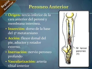 Región Antero- superiorTriangulo de ScarpaCONTENIDO N. Crural  