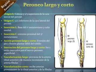 Art. Femoral .