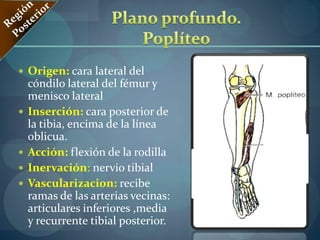  V. femoral 
