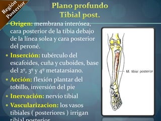  Ganglios femorales profundos 