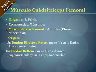 Músculo Aproximador Menor o Aductor Corto