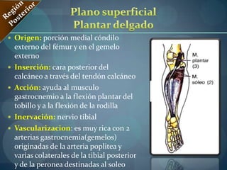  Desembocadura de la safena interna .