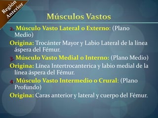 Músculo Recto Interno o Grácil