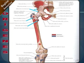 Músculo Pectíneo3. Región Posterior: Músculo Bíceps Femoral