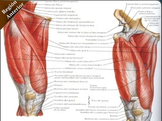 Músculo Semitendinoso