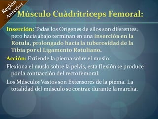 Músculo Semimembranoso