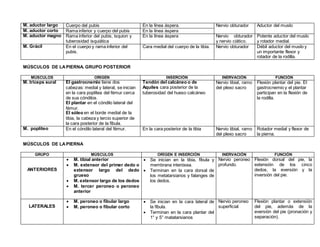 M. aductor largo Cuerpo del pubis En la línea áspera. Nervio obturador Aductor del muslo
M. aductor corto Rama inferior y cuerpo del pubis En la línea áspera
M. aductor magno Rama inferior del pubis, isquion y
tuberosidad isquiática
En la línea áspera Nervio obturador
y nervio ciático.
Potente aductor del muslo
y rotador medial.
M. Grácil En el cuerpo y rama inferior del
pubis.
Cara medial del cuerpo de la tibia. Nervio obturador Débil aductor del muslo y
un importante flexor y
rotador de la rodilla.
MÚSCULOS DE LAPIERNA. GRUPO POSTERIOR
MÚSCULOS ORIGEN INSERCIÓN INERVACIÓN FUNCIÓN
M. triceps sural El gastrocnemio tiene dos
cabezas: medial y lateral, se inician
en la cara poplítea del fémur cerca
de sus cóndilos.
El plantar en el cóndilo lateral del
fémur.
El sóleo en el borde medial de la
tibia, la cabeza y tercio superior de
la cara posterior de la fíbula.
Tendón del calcáneo o de
Aquiles cara posterior de la
tuberosidad del hueso calcáneo
Nervio tibial, ramo
del plexo sacro
Flexión plantar del pie. El
gastrocnemio y el plantar
participan en la flexión de
la rodilla.
M. poplíteo En el cóndilo lateral del fémur. En la cara posterior de la tibia Nervio tibial, ramo
del plexo sacro
Rotador medial y flexor de
la pierna.
MÚSCULOS DE LAPIERNA
GRUPO MÚSCULOS ORÍGEN E INSERCIÓN INERVACIÓN FUNCIÓN
ANTERIORES
 M. tibial anterior
 M. extensor del primer dedo o
extensor largo del dedo
grueso
 M. extensor largo de los dedos
 M. tercer peroneo o peroneo
anterior
 Se inician en la tibia, fíbula y
membrana interósea.
 Terminan en la cara dorsal de
los metatarsianos y falanges de
los dedos.
Nervio peroneo
profundo.
Flexión dorsal del pie, la
extensión de los cinco
dedos, la eversión y la
inversión del pie.
LATERALES
 M. peroneo o fíbular largo
 M. peroneo o fíbular corto
 Se inician en la cara lateral de
la fíbula.
 Terminan en la cara plantar del
1° y 5° matatarsianos
Nervio peroneo
superficial
Flexión plantar o extensión
del pie, además de la
eversión del pie (pronación y
separación).
 