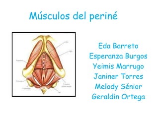 Músculos del periné
Eda Barreto
Esperanza Burgos
Yeimis Marrugo
Janiner Torres
Melody Sénior
Geraldin Ortega
 