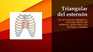 MÚSCULOS DEL TÓRAX.pptx