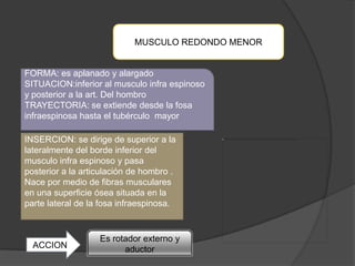 MUSCULO REDONDO MENOR


FORMA: es aplanado y alargado
SITUACION:inferior al musculo infra espinoso
y posterior a la art. Del hombro
TRAYECTORIA: se extiende desde la fosa
infraespinosa hasta el tubérculo mayor

INSERCION: se dirige de superior a la
lateralmente del borde inferior del
musculo infra espinoso y pasa
posterior a la articulación de hombro .
Nace por medio de fibras musculares
en una superficie ósea situada en la
parte lateral de la fosa infraespinosa.


                   Es rotador externo y
  ACCION                 aductor
 