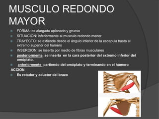 MUSCULO REDONDO
MAYOR
 FORMA: es alargado aplanado y grueso
 SITUACION: inferiormente al musculo redondo menor
 TRAYECTO: se extiende desde el ángulo inferior de la escapula hasta el
  extremo superior del humero
 INSERCION: se inserta por medio de fibras musculares
 posteriormente, se inserta en la cara posterior del extremo inferior del
  omóplato.
  anteriormente partiendo del omóplato y terminando en el húmero
ACCION
 Es rotador y aductor del brazo
 